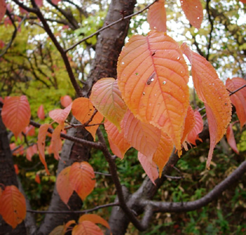 紅葉