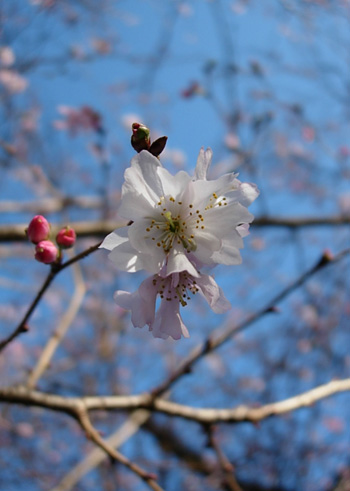 桜